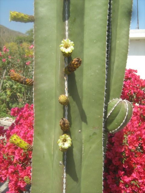 [Foto de planta, jardin, jardineria]