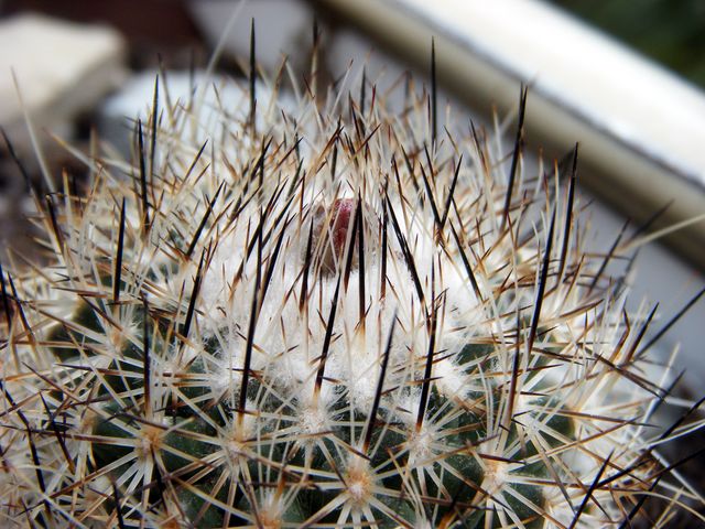 [Foto de planta, jardin, jardineria]