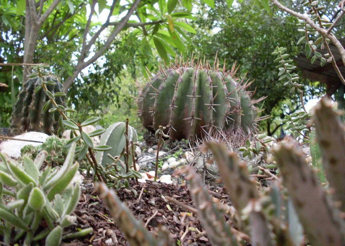 [Foto de planta, jardin, jardineria]