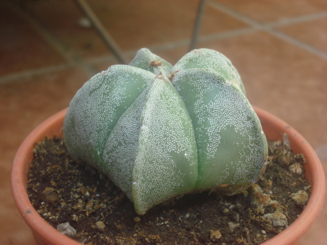 [Foto de planta, jardin, jardineria]