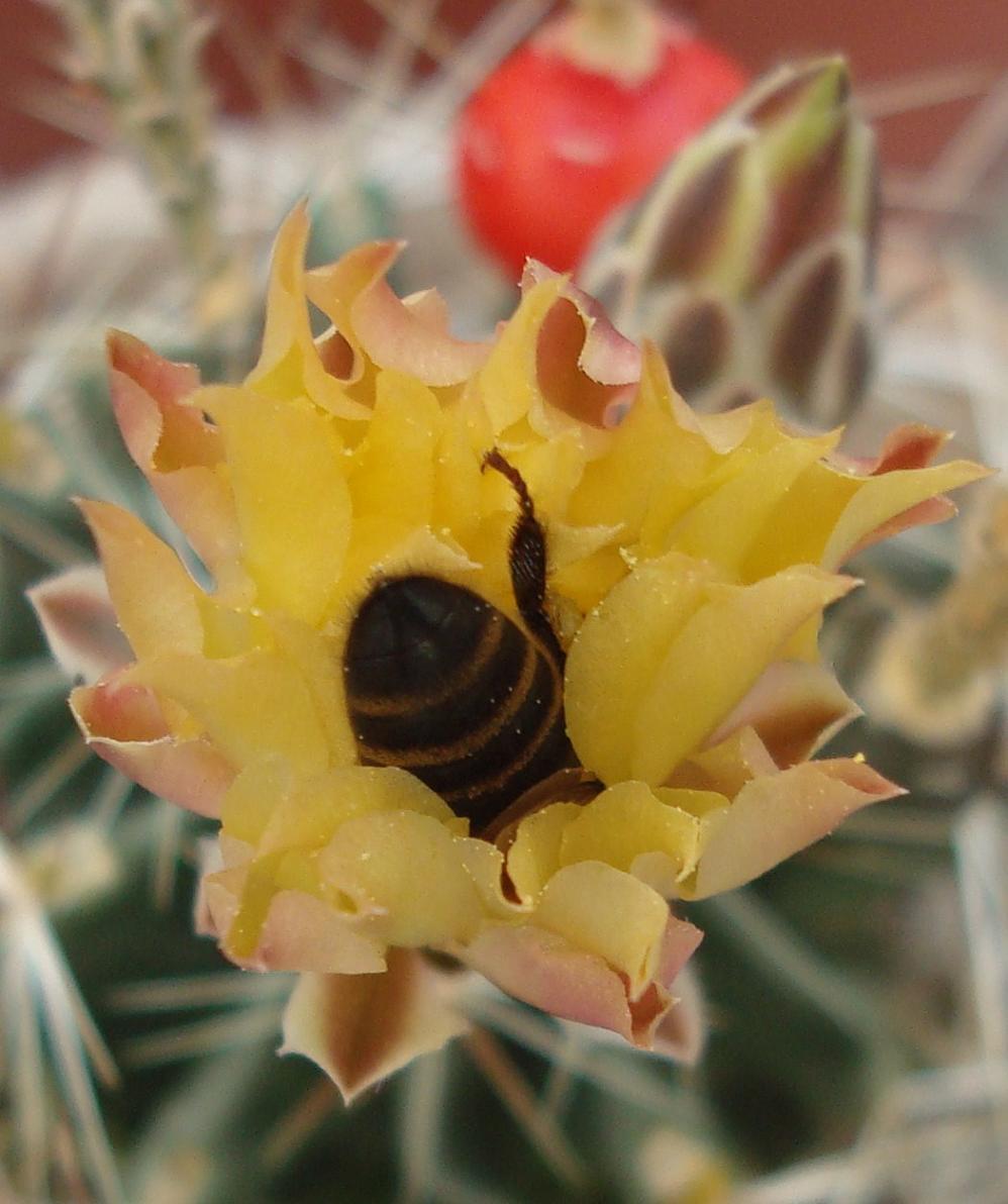 [Foto de planta, jardin, jardineria]