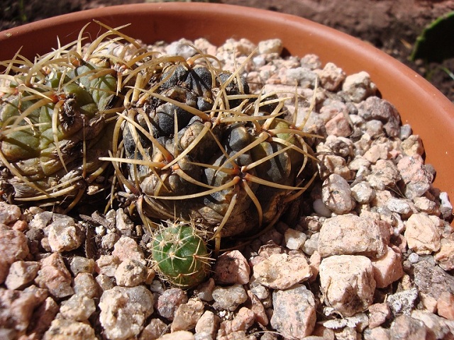 [Foto de planta, jardin, jardineria]