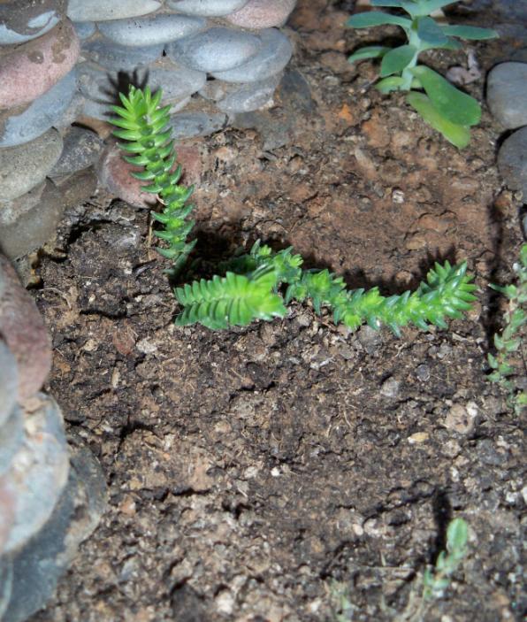 [Foto de planta, jardin, jardineria]