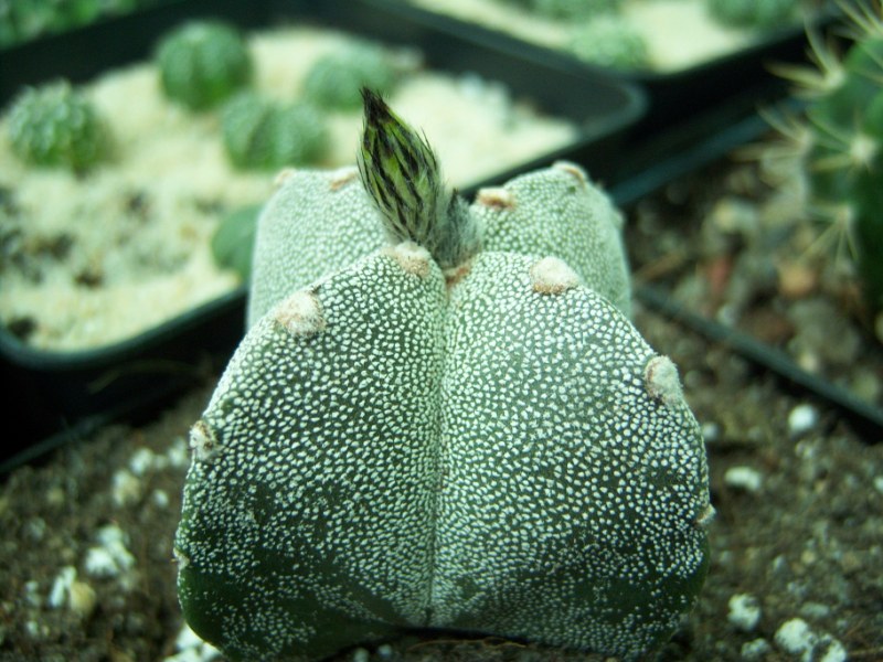 [Foto de planta, jardin, jardineria]