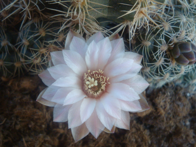 [Foto de planta, jardin, jardineria]