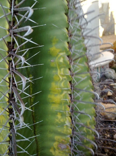 [Foto de planta, jardin, jardineria]