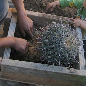 [Foto de planta, jardin, jardineria]