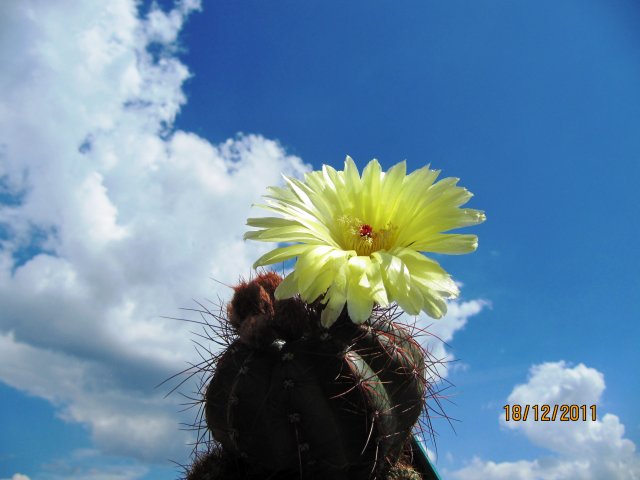 [Foto de planta, jardin, jardineria]