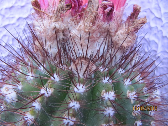 [Foto de planta, jardin, jardineria]