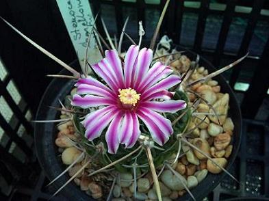 [Foto de planta, jardin, jardineria]