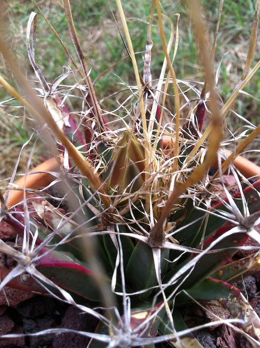 [Foto de planta, jardin, jardineria]