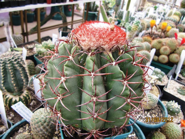 [Foto de planta, jardin, jardineria]