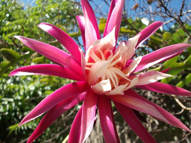 [Foto de planta, jardin, jardineria]