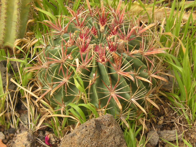 [Foto de planta, jardin, jardineria]