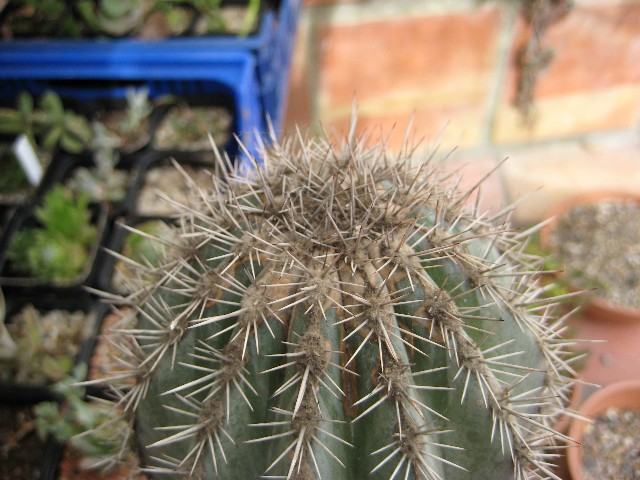 [Foto de planta, jardin, jardineria]