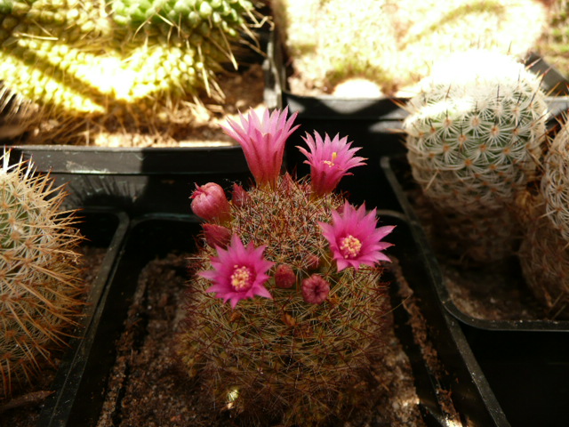 [Foto de planta, jardin, jardineria]