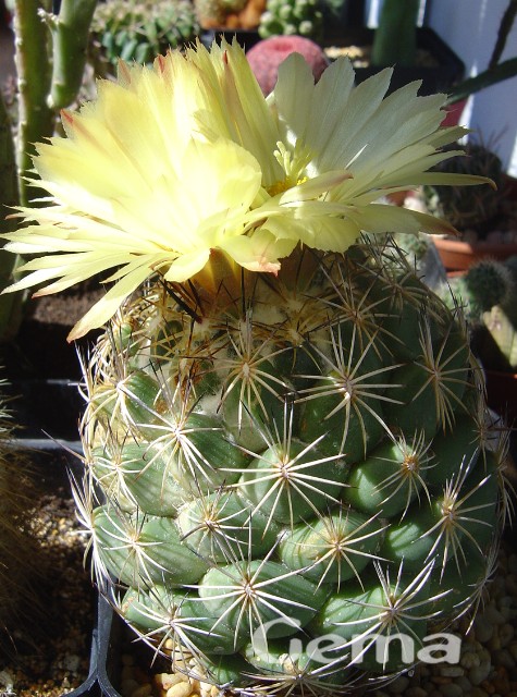 [Foto de planta, jardin, jardineria]