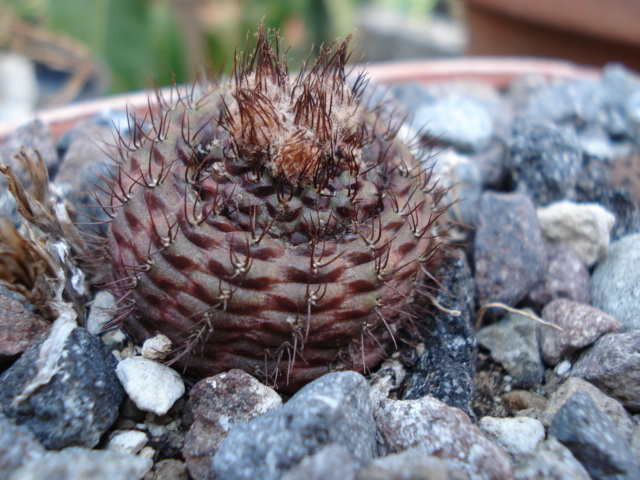 [Foto de planta, jardin, jardineria]