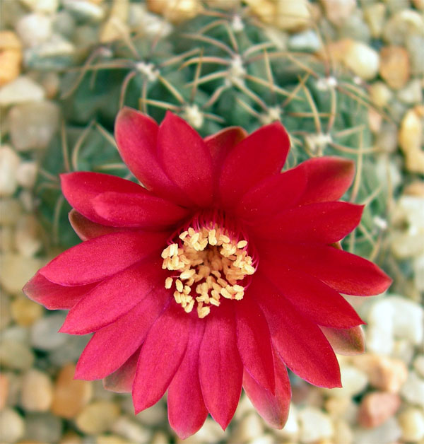 [Foto de planta, jardin, jardineria]