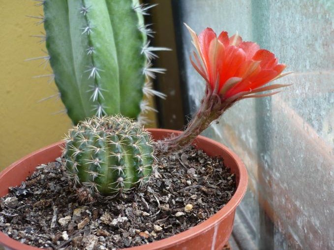 [Foto de planta, jardin, jardineria]