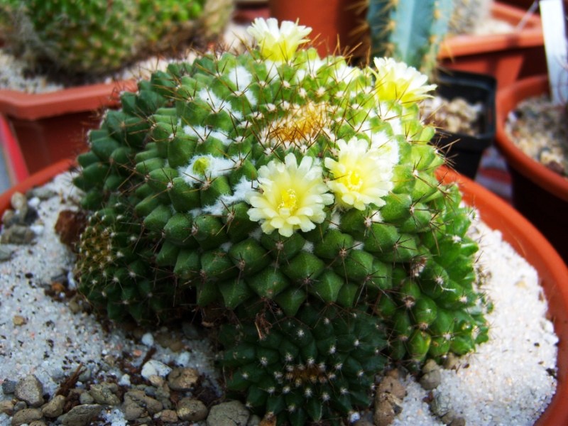 [Foto de planta, jardin, jardineria]