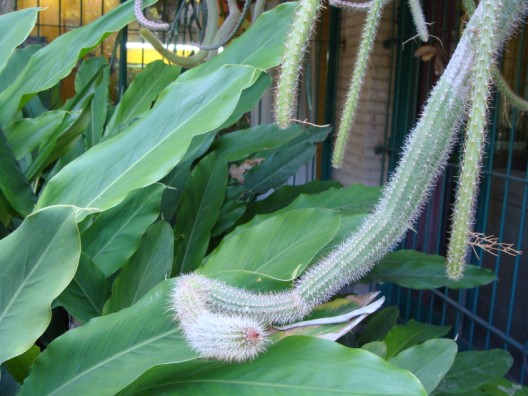 [Foto de planta, jardin, jardineria]