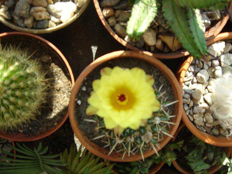 [Foto de planta, jardin, jardineria]