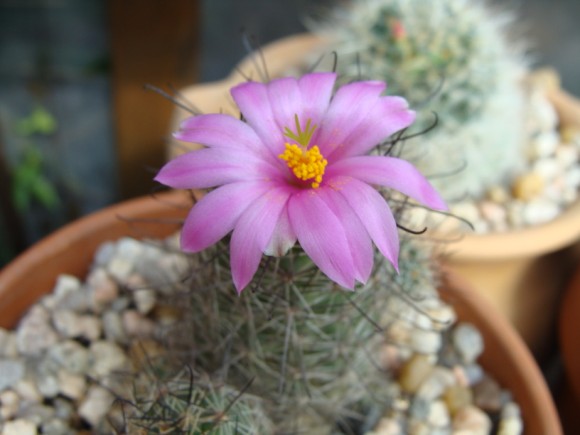 [Foto de planta, jardin, jardineria]