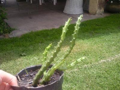 [Foto de planta, jardin, jardineria]