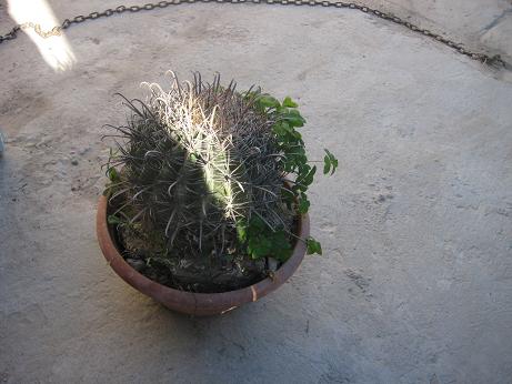 [Foto de planta, jardin, jardineria]