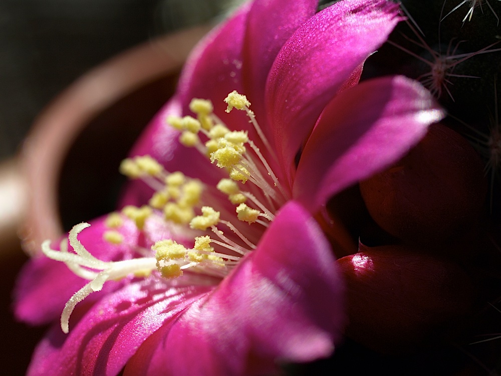 [Foto de planta, jardin, jardineria]