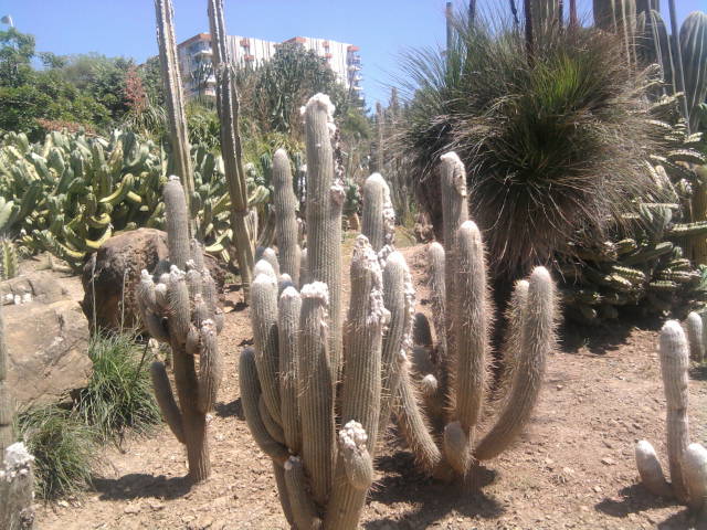 [Foto de planta, jardin, jardineria]