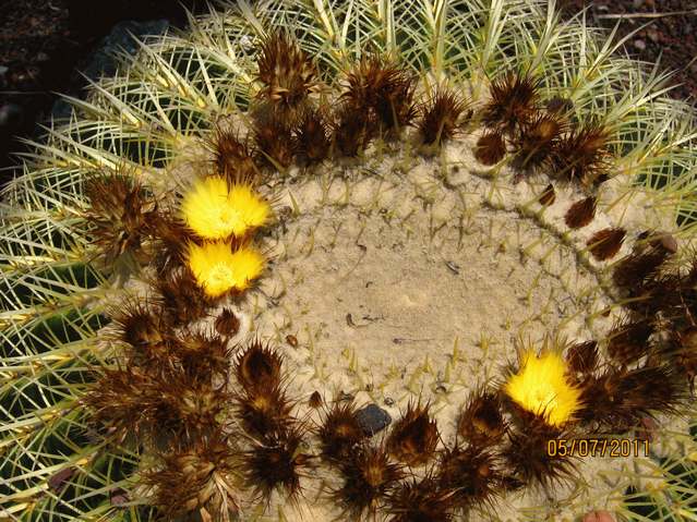 [Foto de planta, jardin, jardineria]