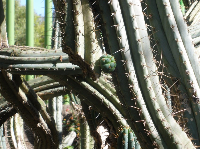 [Foto de planta, jardin, jardineria]