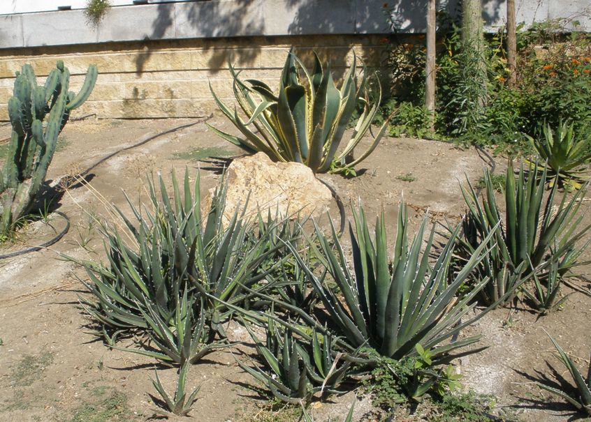 [Foto de planta, jardin, jardineria]