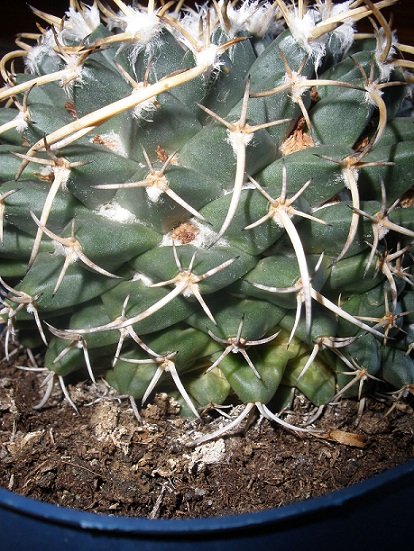 [Foto de planta, jardin, jardineria]