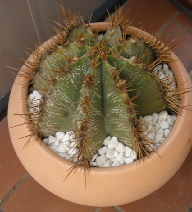 [Foto de planta, jardin, jardineria]