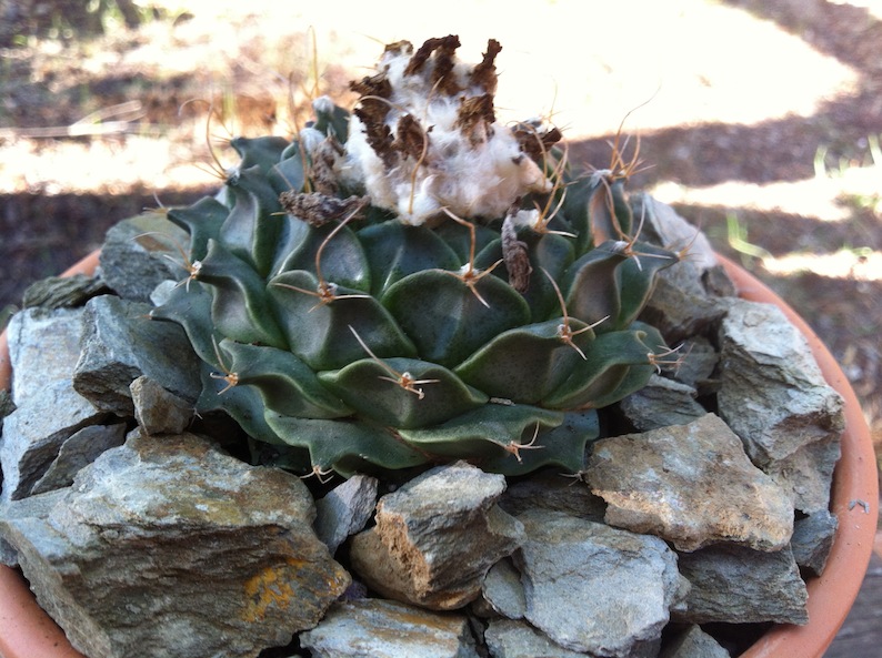 [Foto de planta, jardin, jardineria]