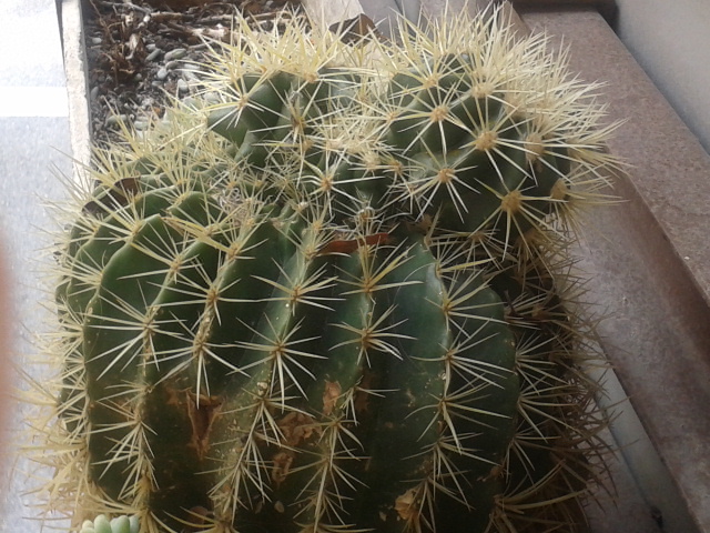 [Foto de planta, jardin, jardineria]