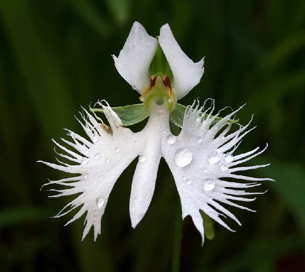 Tengo de venta orquídeas naturales muy hermosas. Y vendo por mayoreo. -  Garden Items - Bakersfield, California
