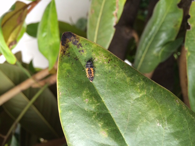 [Foto de planta, jardin, jardineria]