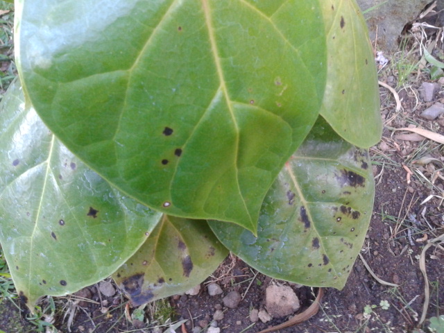 [Foto de planta, jardin, jardineria]