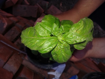 [Foto de planta, jardin, jardineria]