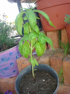 [Foto de planta, jardin, jardineria]