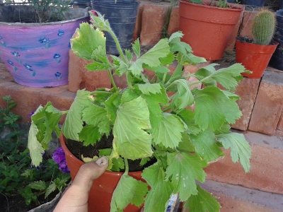 [Foto de planta, jardin, jardineria]