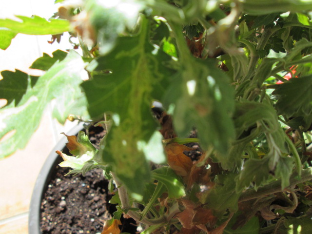 [Foto de planta, jardin, jardineria]