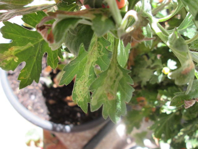 [Foto de planta, jardin, jardineria]