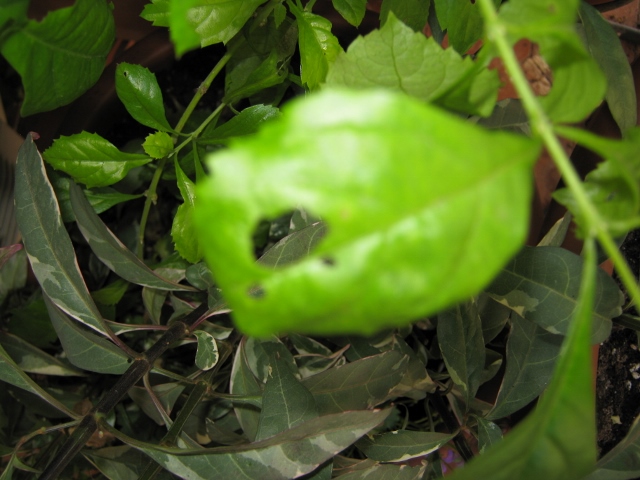 [Foto de planta, jardin, jardineria]