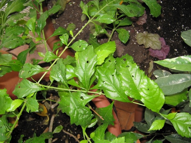 [Foto de planta, jardin, jardineria]