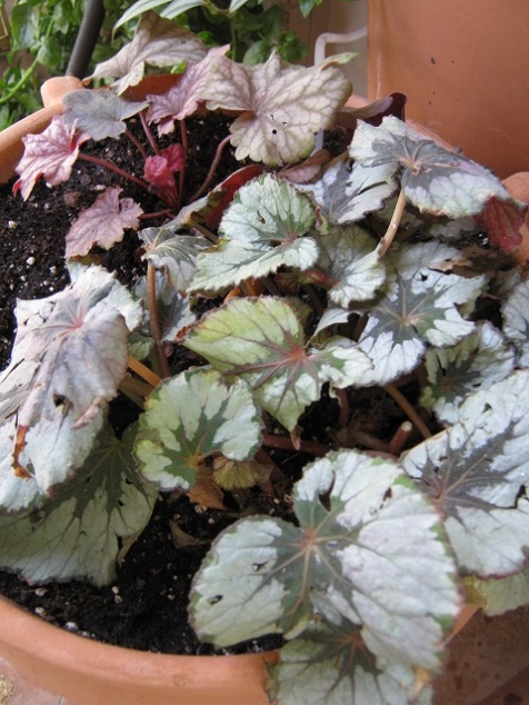 [Foto de planta, jardin, jardineria]